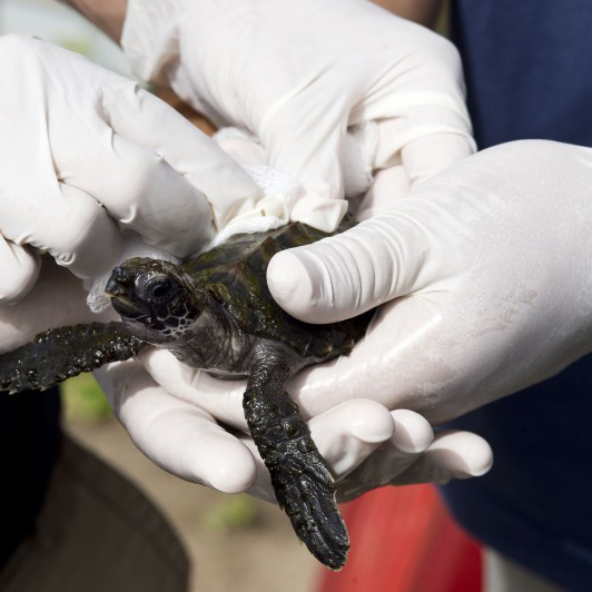 Ross Vet student Kristine Hill presents sea turtle research in Peru