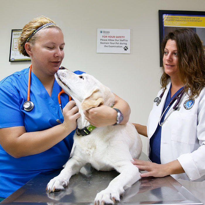 Veterinarians examining a dog in a clinic