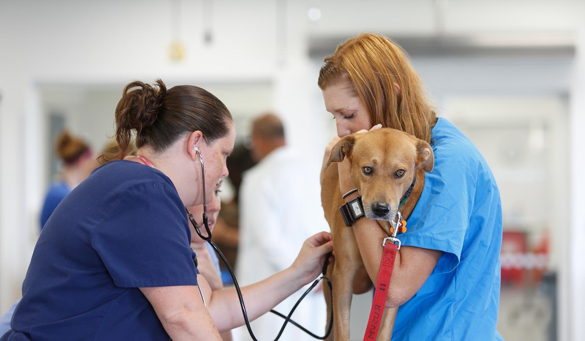 Two veterinarian students providing dog a check up