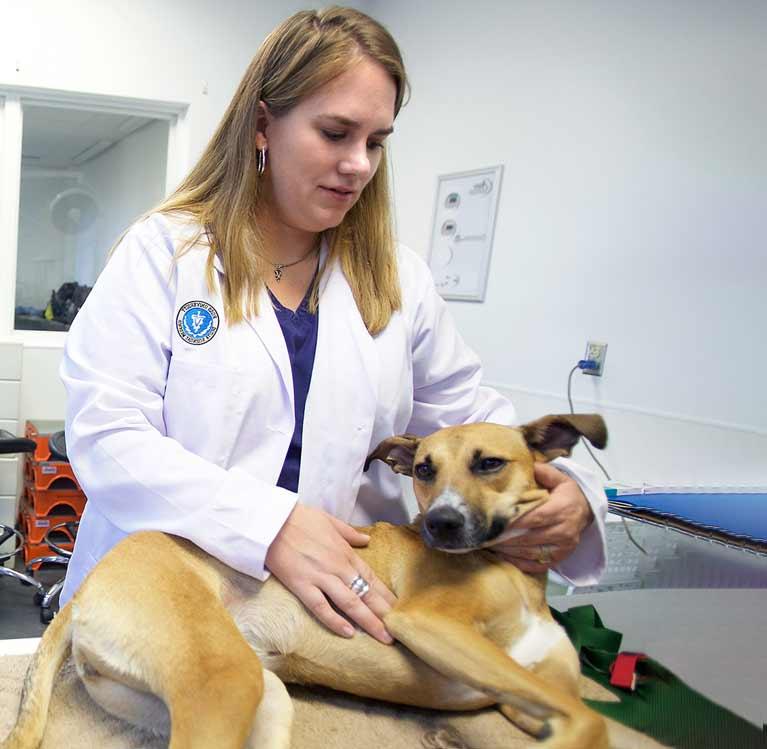 Veterinarian holding a dog on a lab table