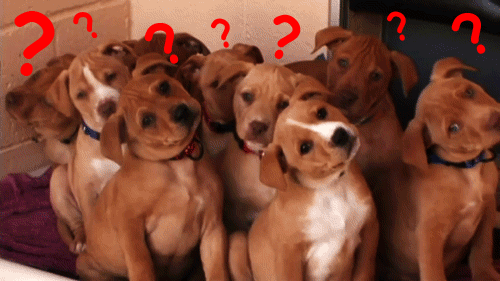 Dogs with question marks above their heads