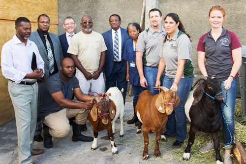 Ross Vet Small Ruminant Student Club and goats