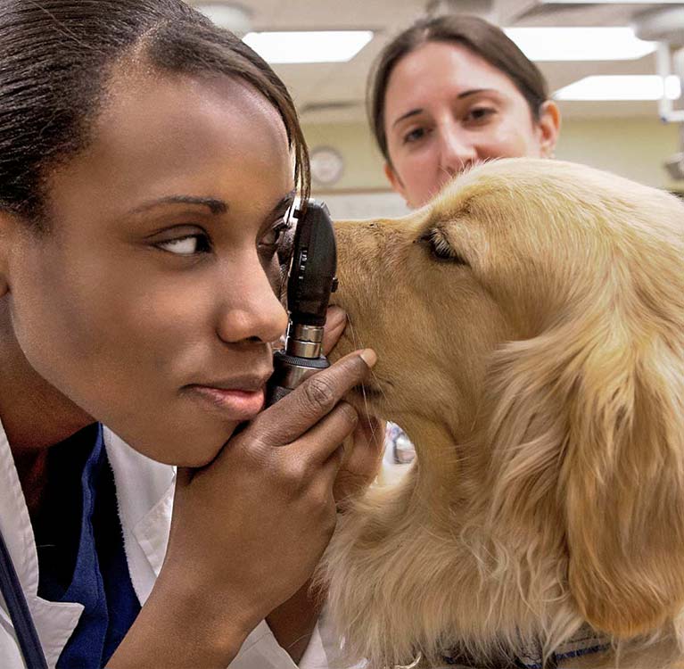 Things to Know About Being a Veterinarian | Ross Vet