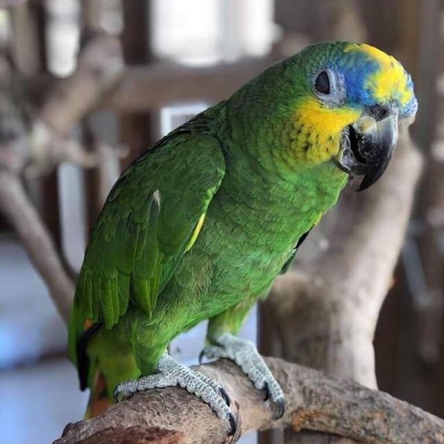 Exotic green, blue and yellow bird on a branch