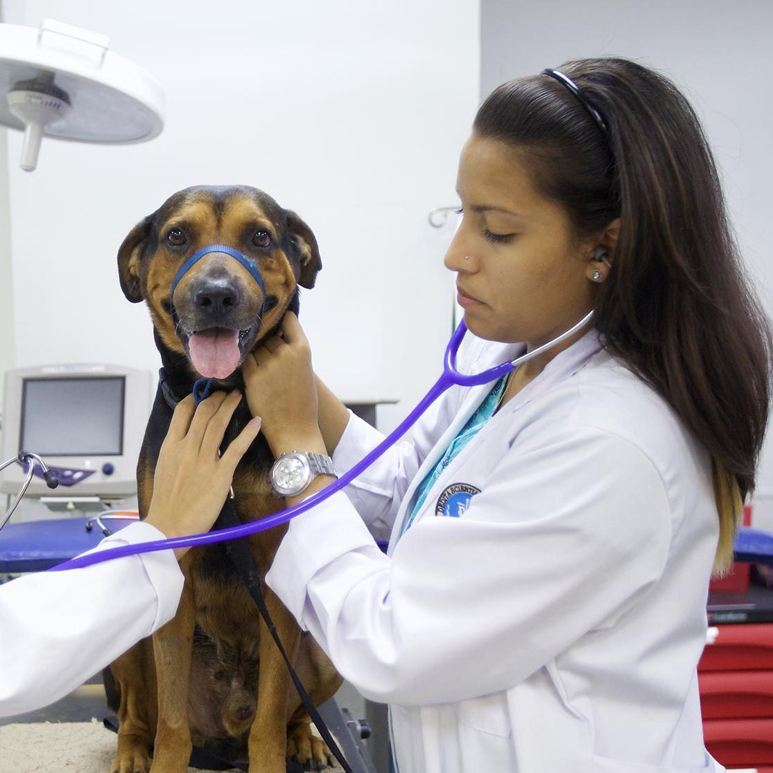 Two female veterinarians examining a large dog