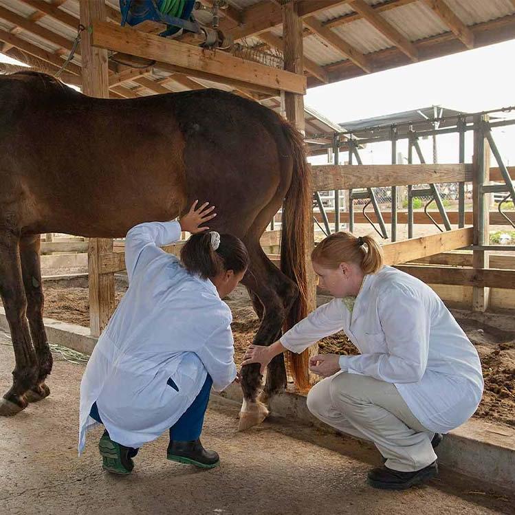 Veterinarians examining a horse's hooves