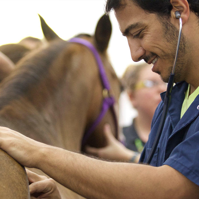 Veterinarian using a stethoscope on a horse