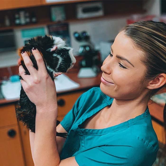 Veterinarian holding a guinea pig