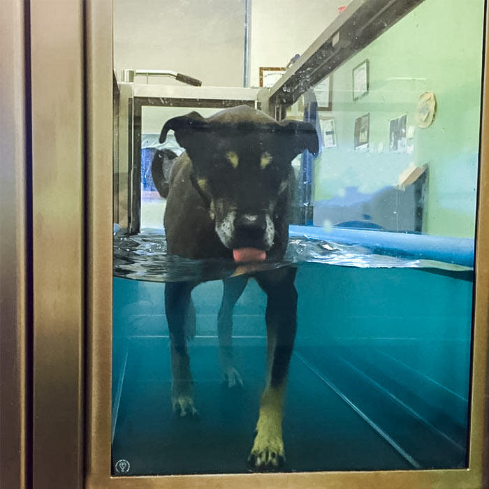 Dog standing in tank of water for therapy