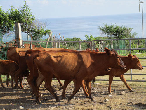 Cattle on a Nevis ranch