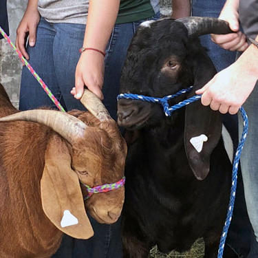 Goats held by students with rope leashes