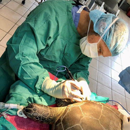 Dr Cavanaugh operating on a turtle