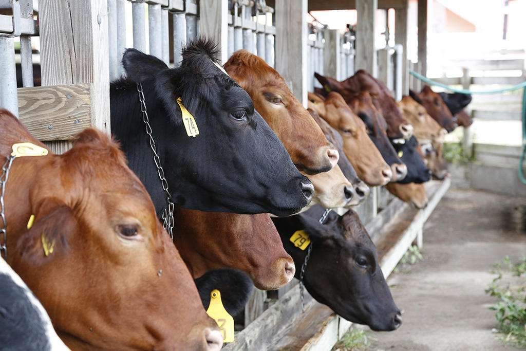 A row of cows with their heads sticking through rails