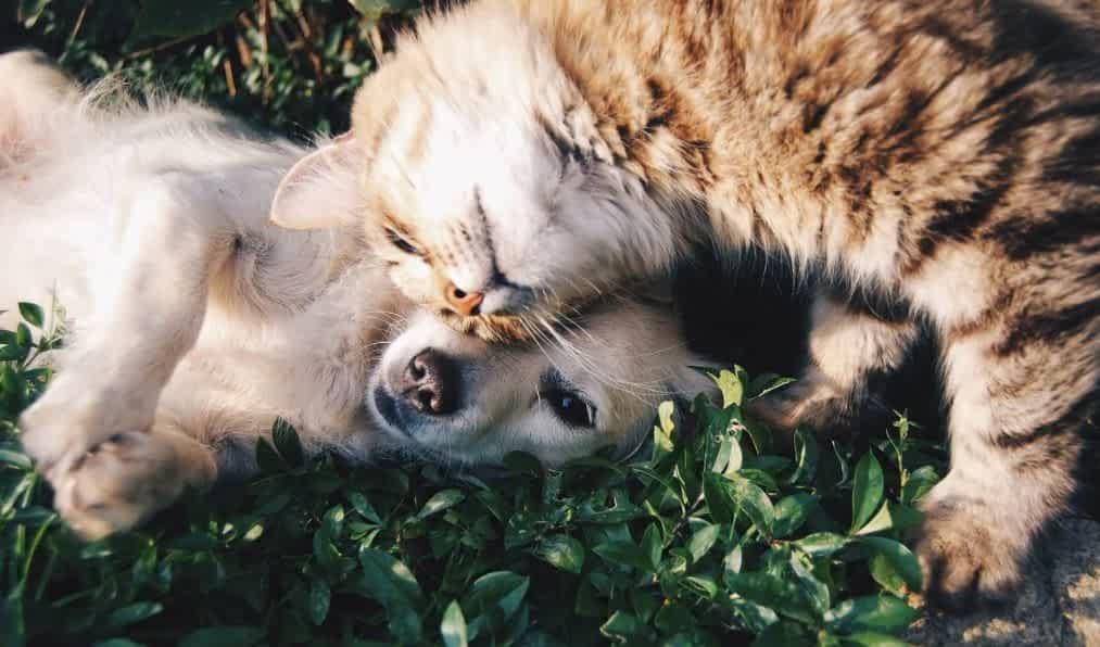 Dog and cat cuddling in the grass