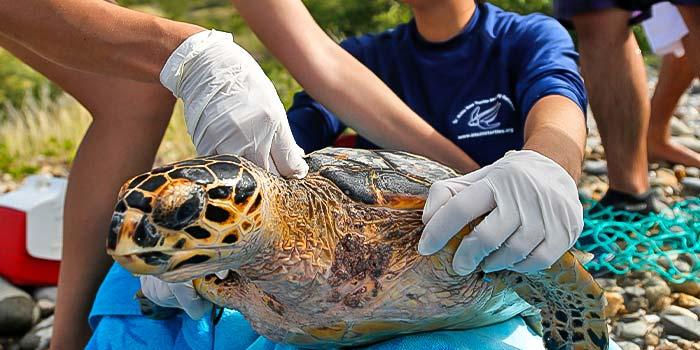 Veterinarians helping a sea turtle on a beach