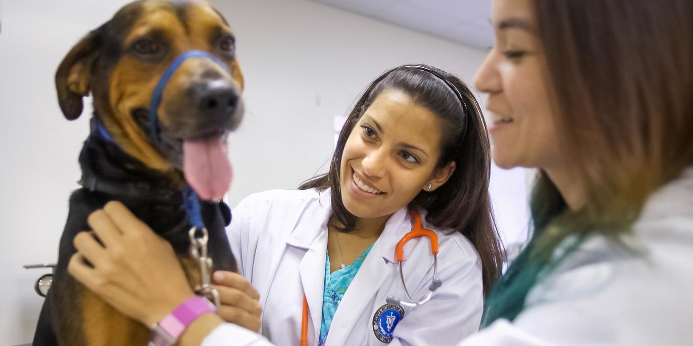Ross Vet students helping a dog in a clinic