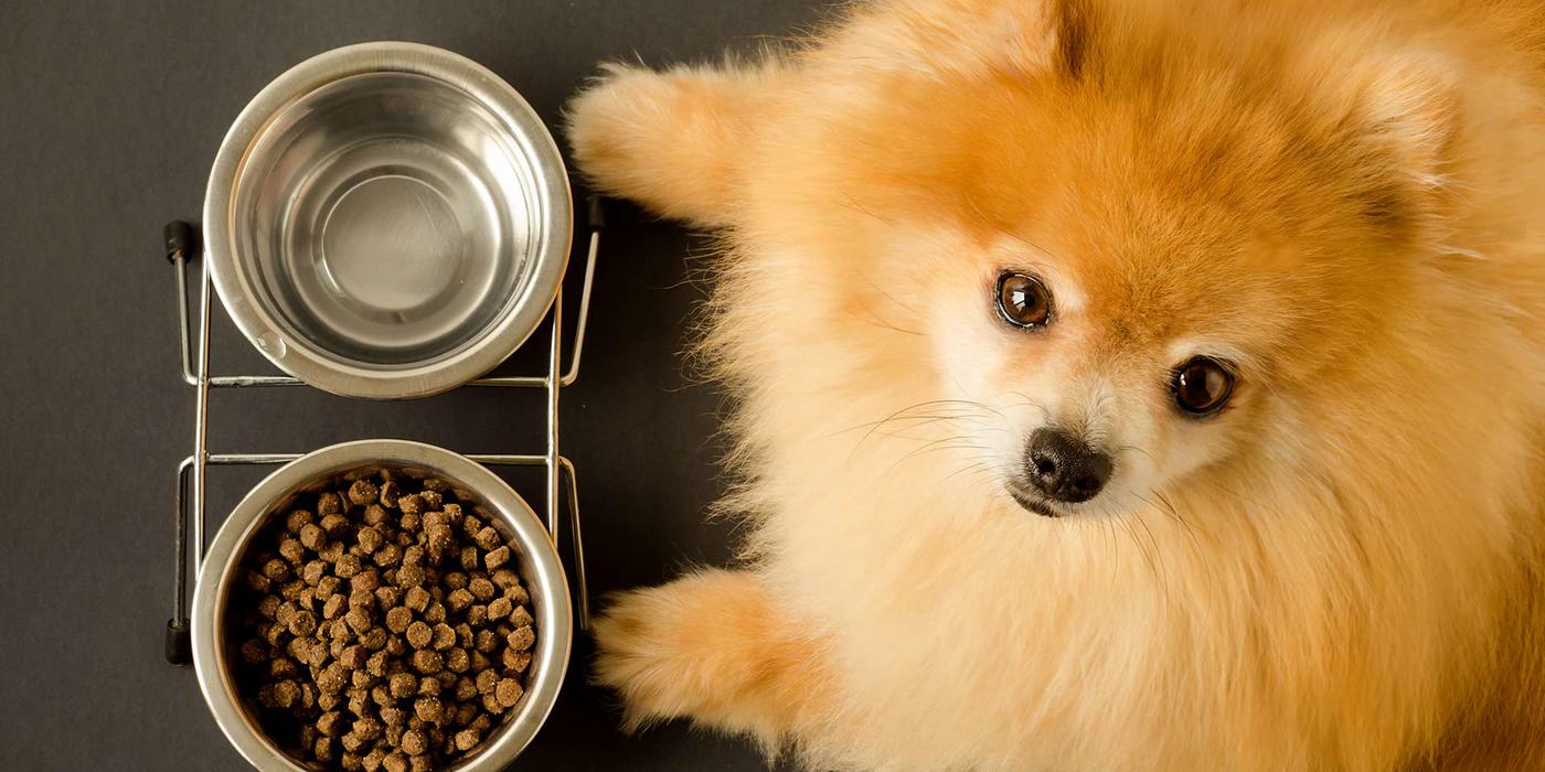 Pomeranian dog with bowls of food and water