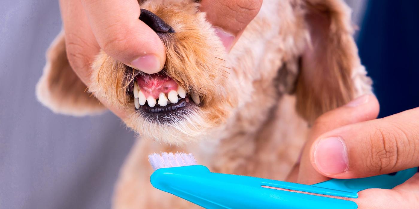 Veterinarian checking a dog's teeth
