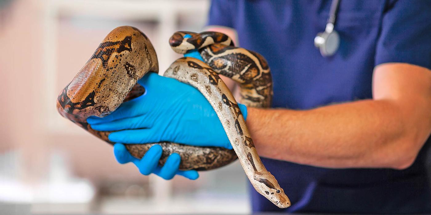 Veterinarian holding a snake