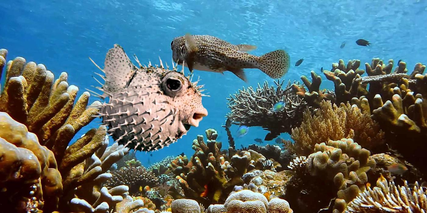 Fish swimming near a reef