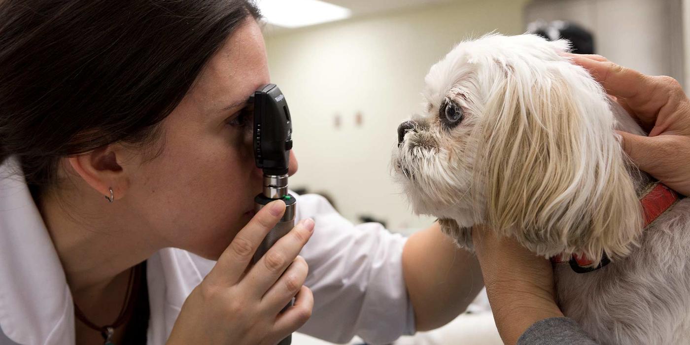 Veterinarian checking a dog's eyes