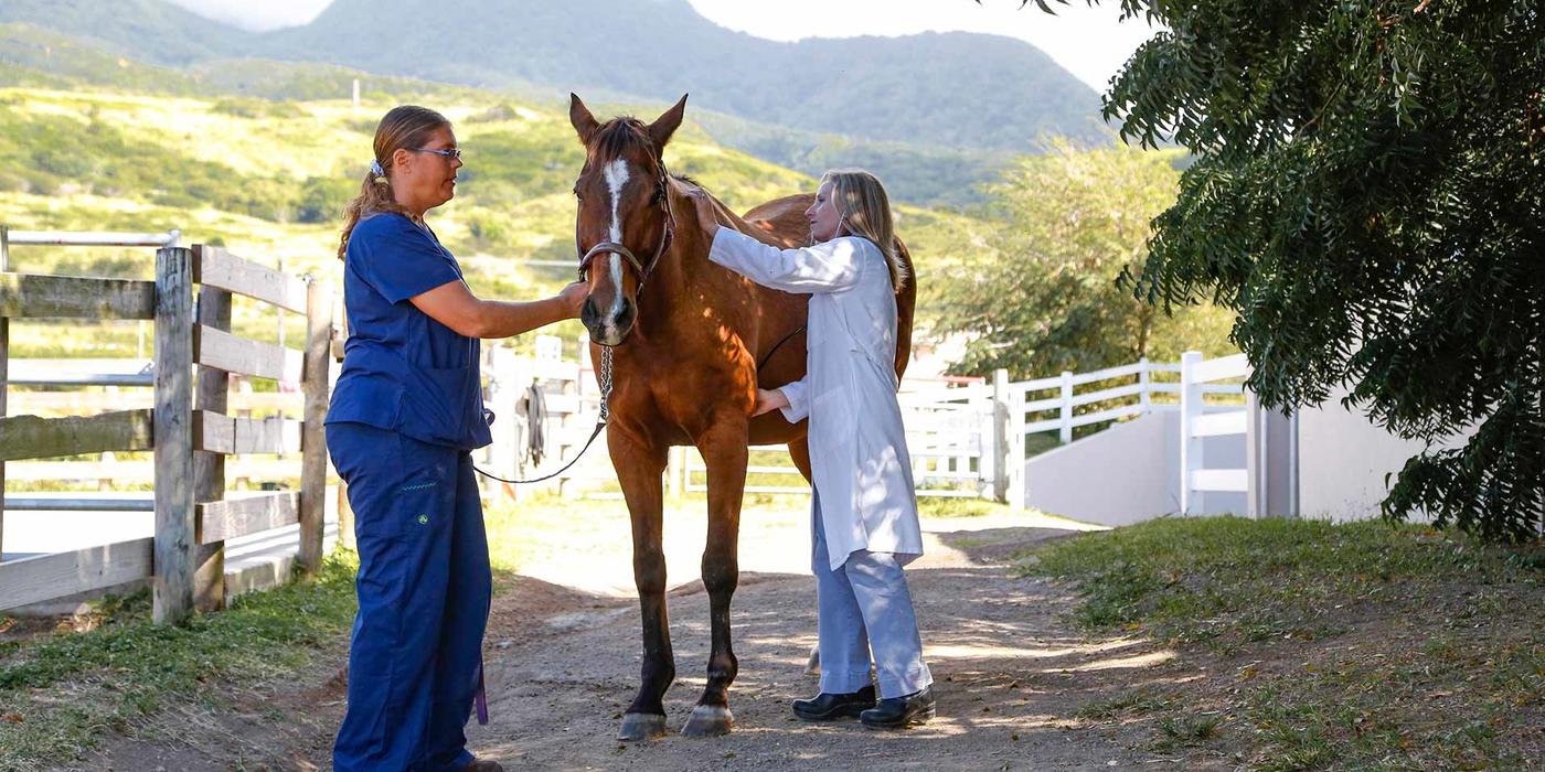 Two veterinarians with a horse on a lead