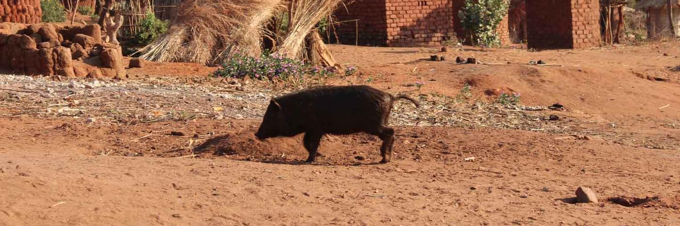 Warthog running across red-dirt field with small red brick buildings and a mountain in the background.