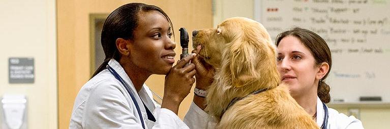 Veterinarian assessing dog