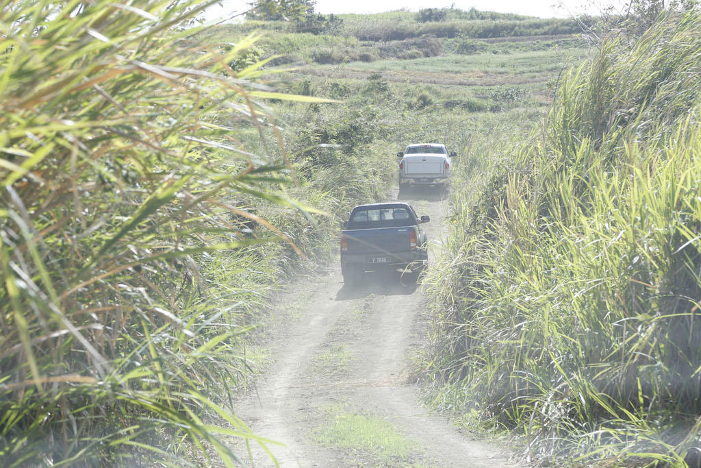 Cars driving down a dusty road with wild grasses