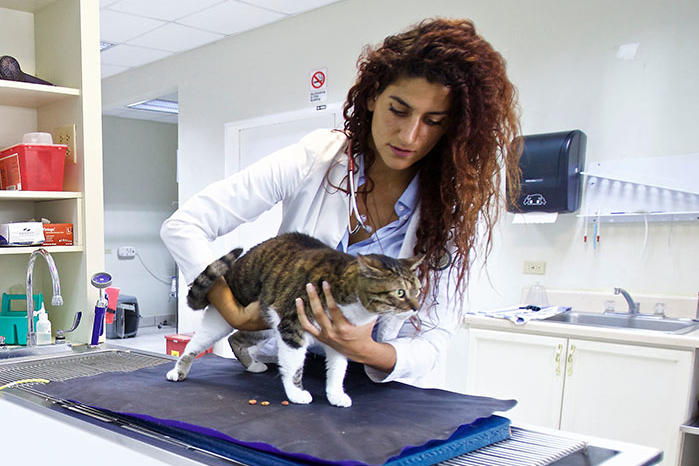 Veterinarian holding a cat on a lab table