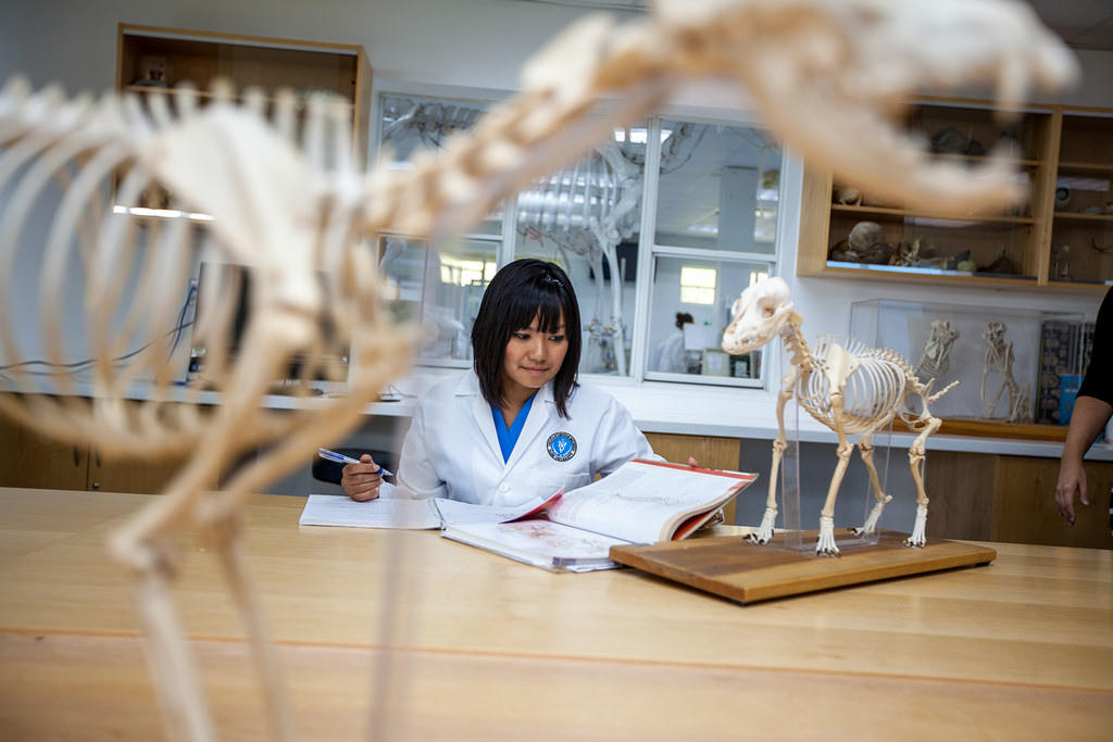Student reading from a textbook in a classroom, surrounded by animal skelaton models.
