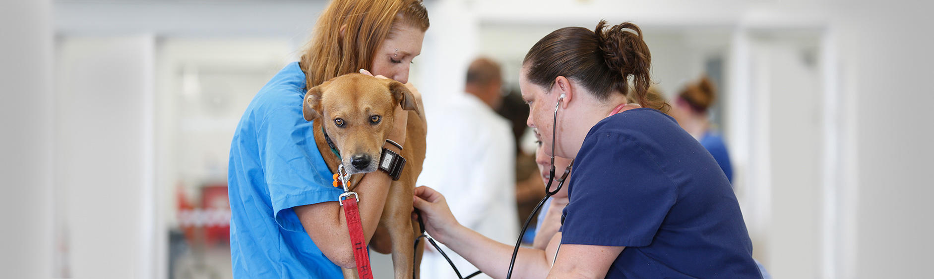 What is a Veterinarian?