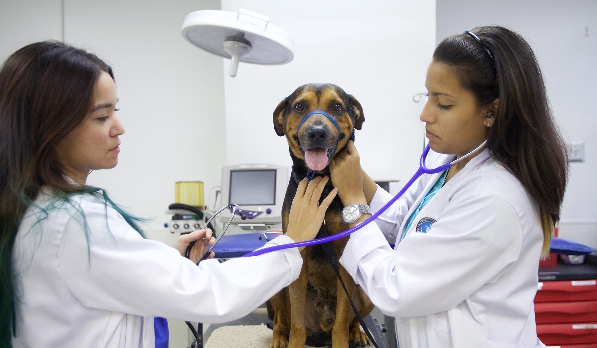 Two female veterinarians examining a large dog