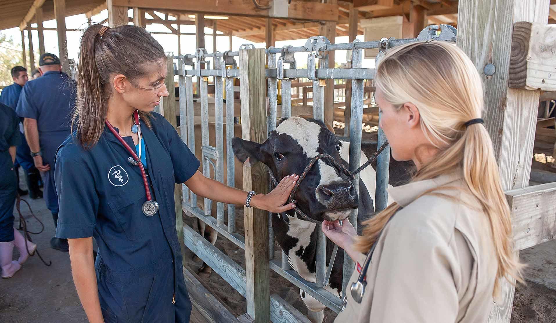 Two veterinarian students petting a cow