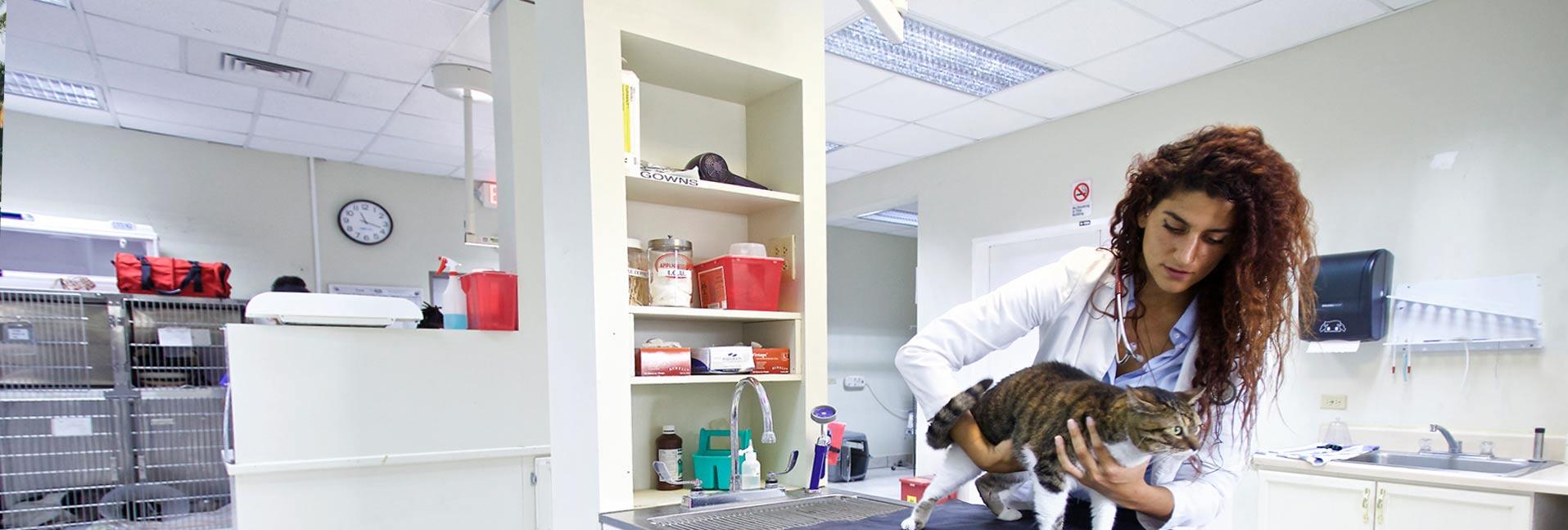 Veterinarian examining cat on medical table