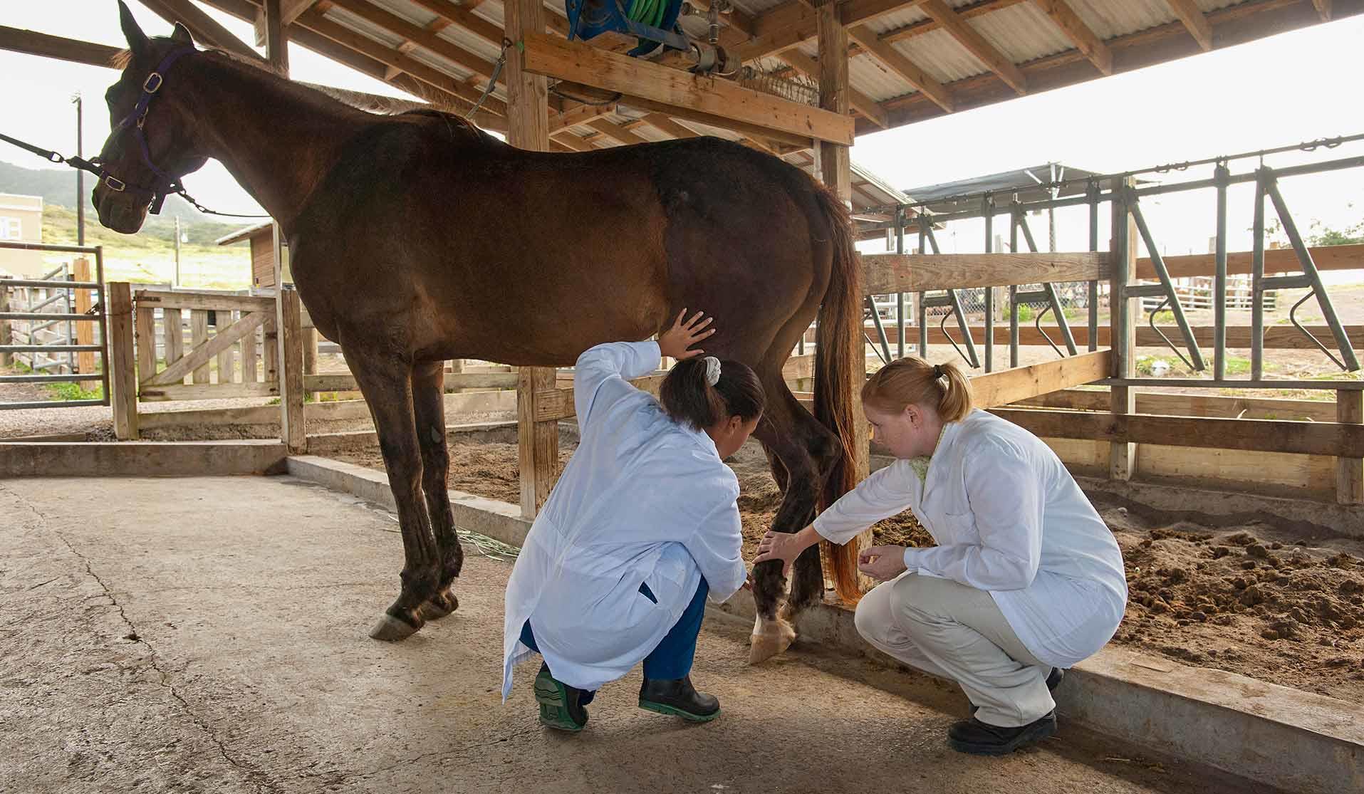 Two veterinarians examining a horse's hoof