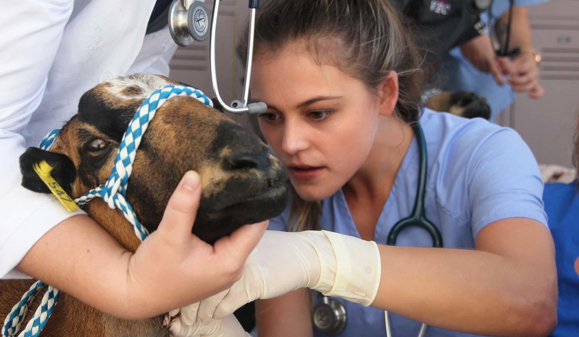 Female veterinarian giving a goat a vaccine