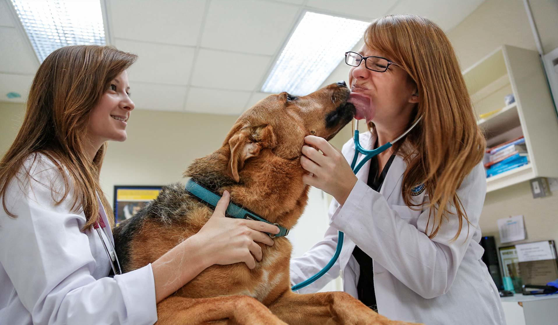 Two female veterinarians hugging and pampering a German Shephard