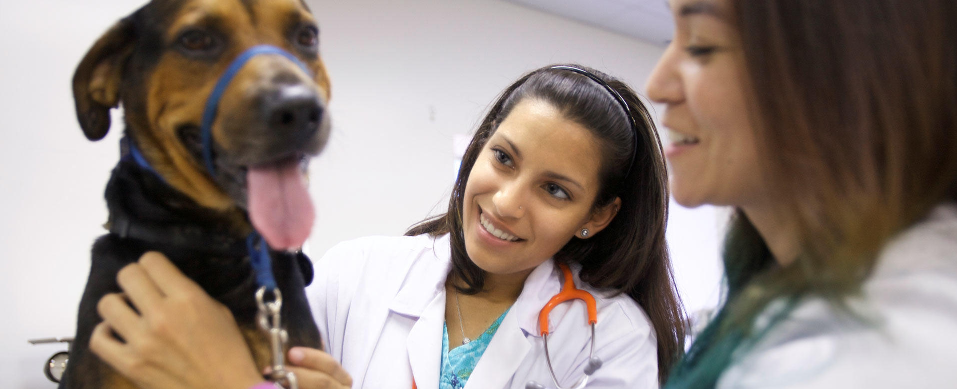 Two veterinarians smiling as they take care of happy dog