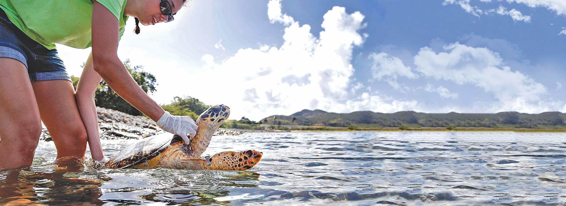 Student helps a sea turtle in the ocean
