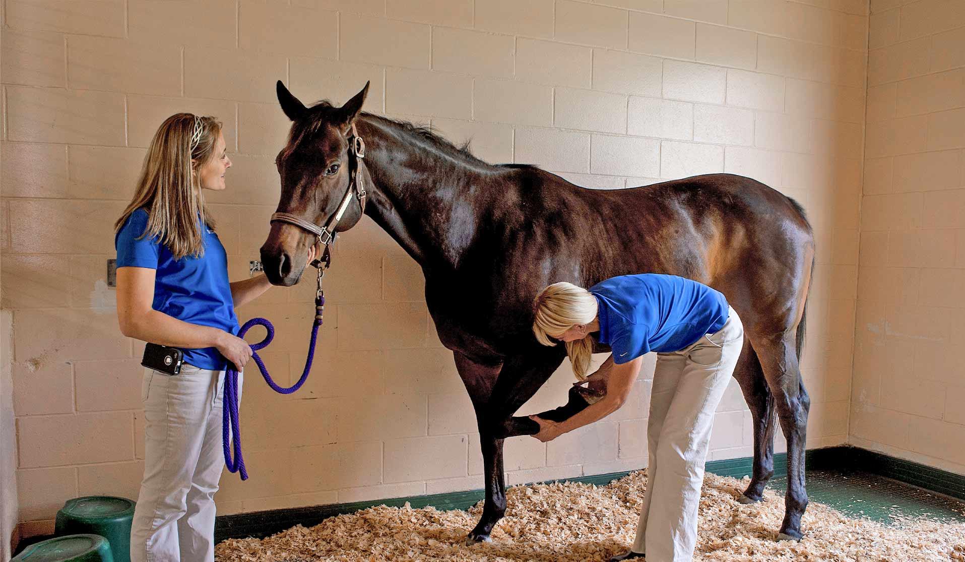 Two veterinarians examining a horse's hoof