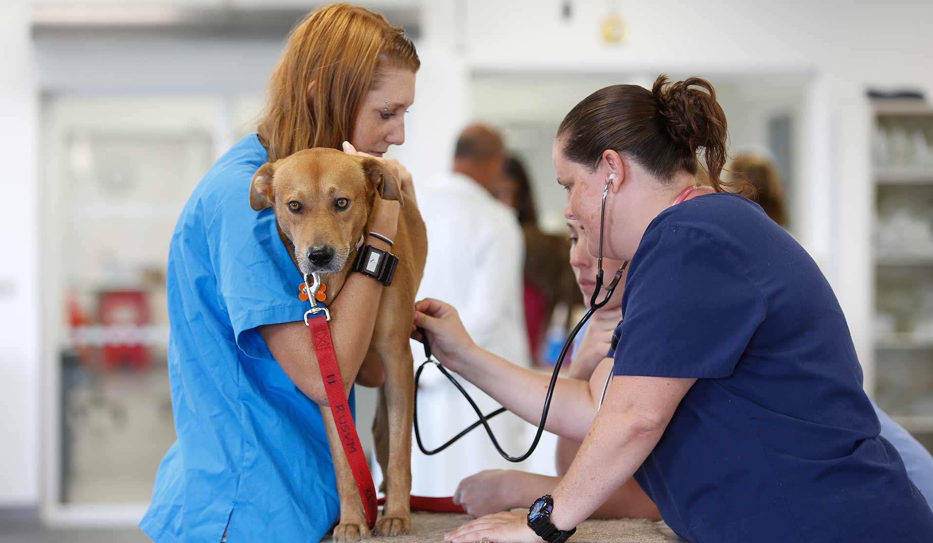 Two veterinarians giving dog a physical