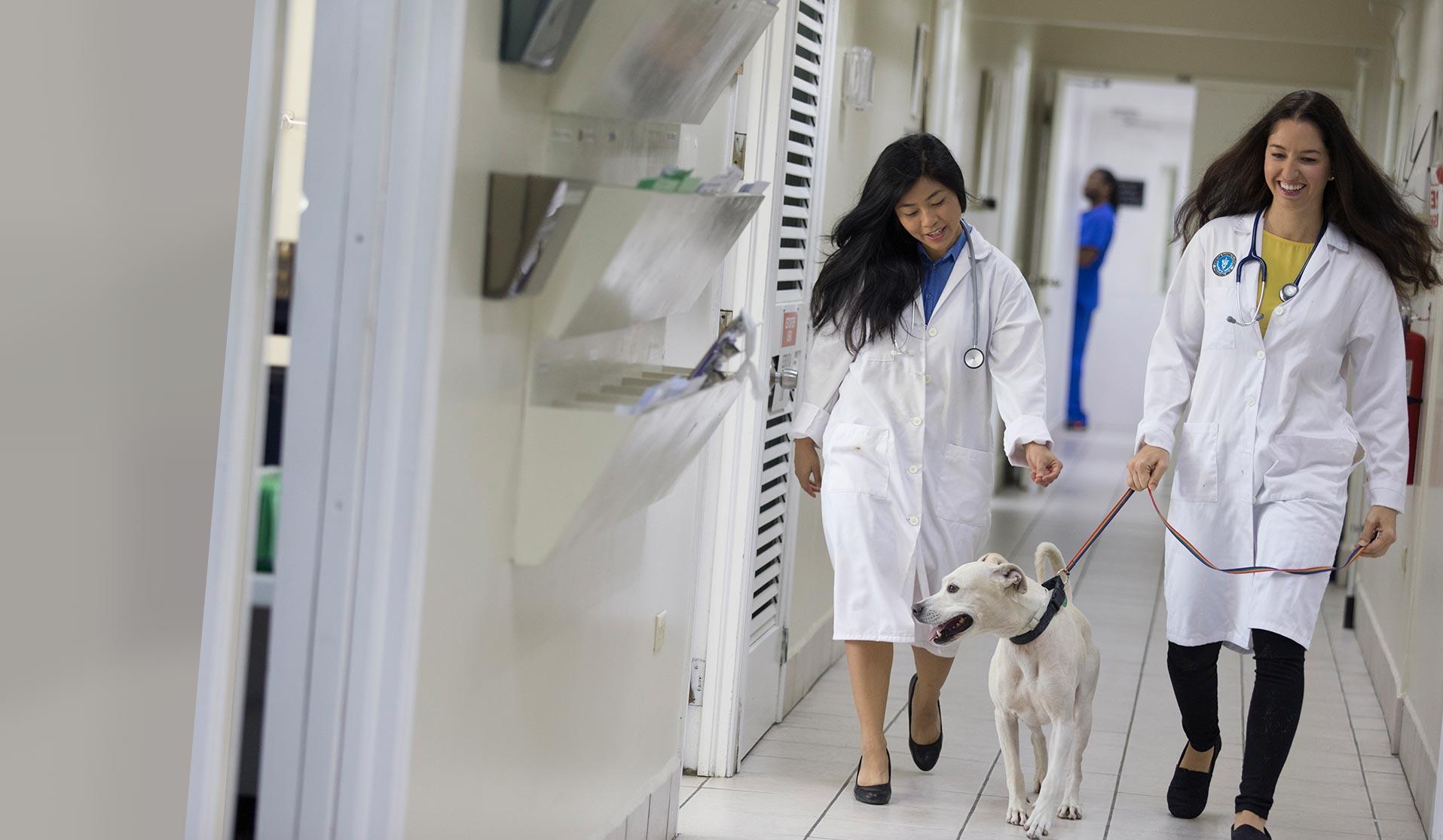 Two veterinarians walking a dog in a clinic