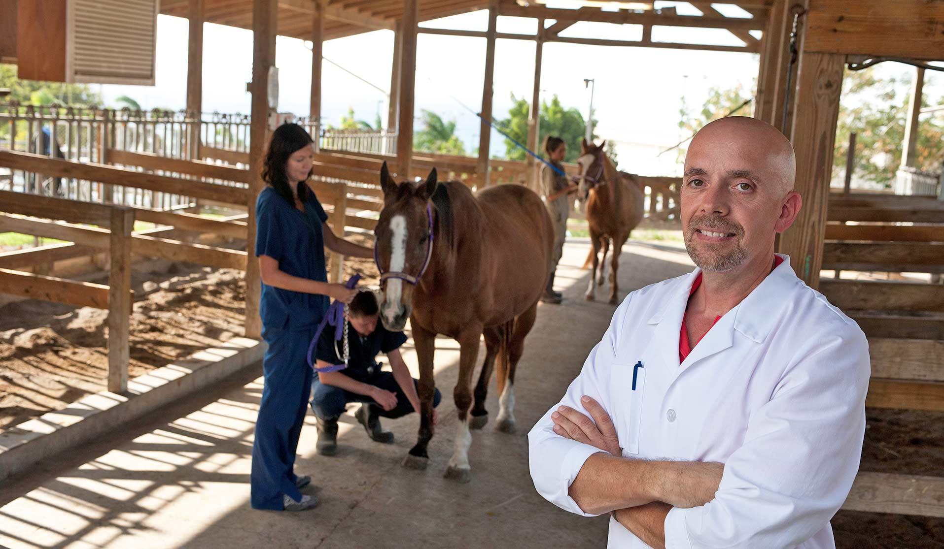 Three veterinarians with a horse