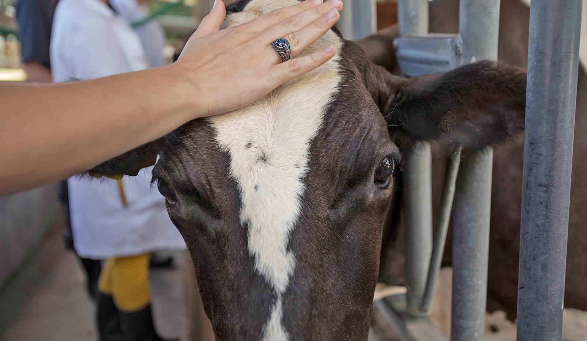 A hand petting a cow