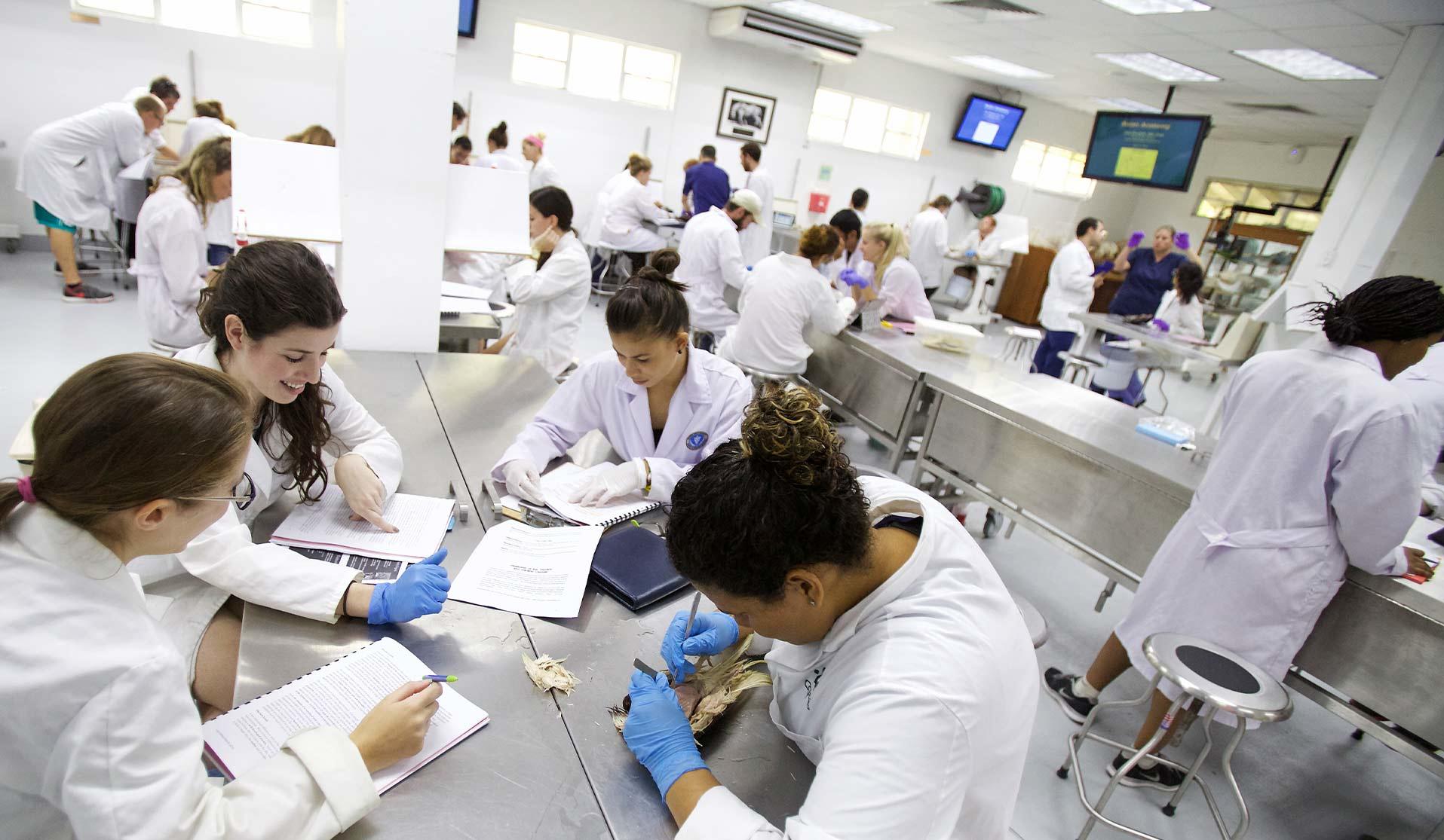 Ross Vet students in a laboratory classroom working on a project