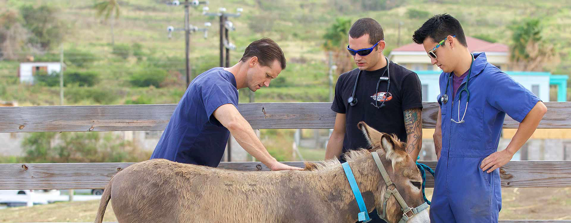Veterinarians with a donkey in a field