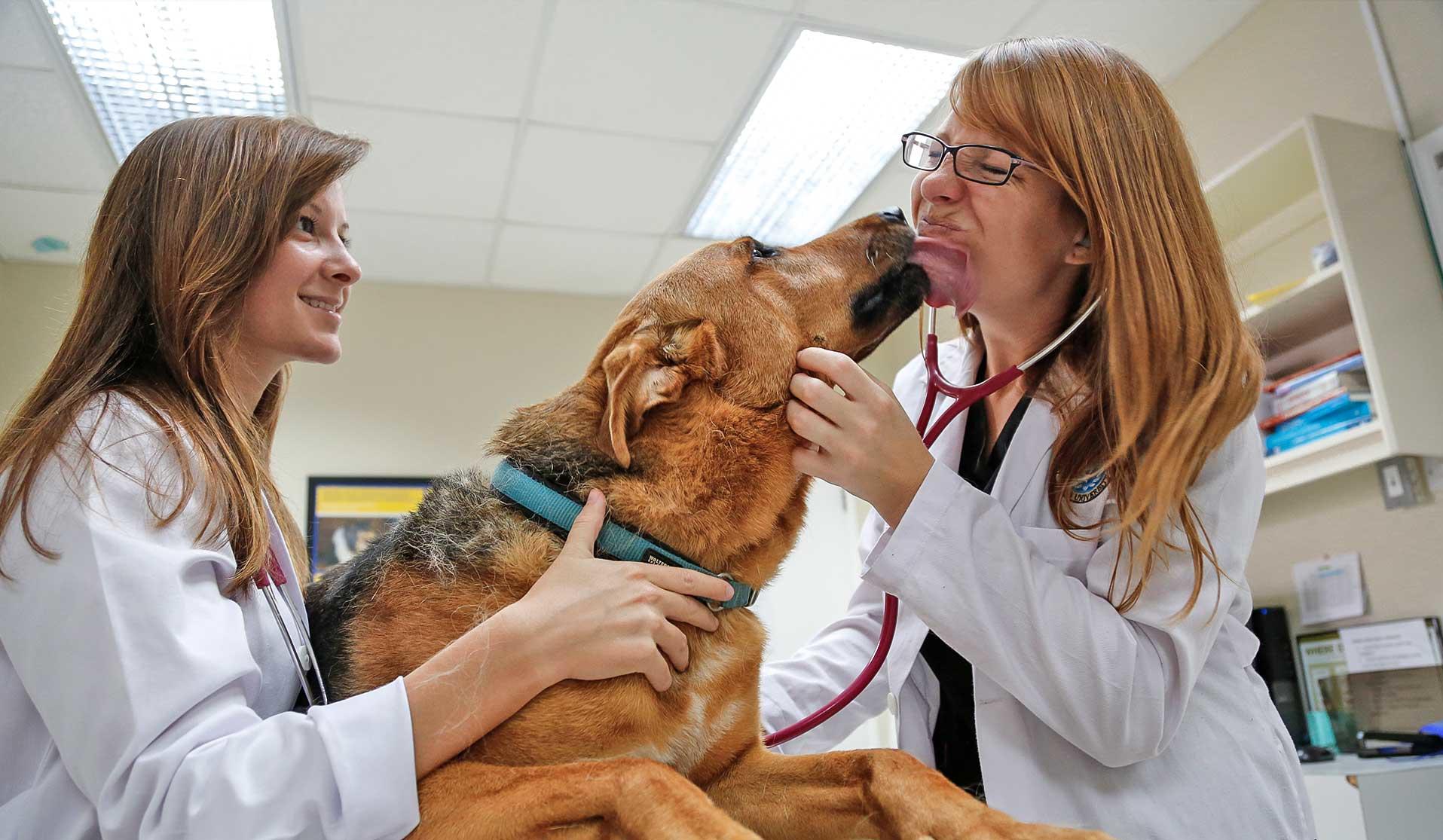 Two veterinarians with a German Shephard in a clinic