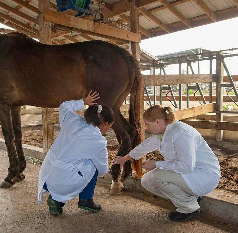 Students examine horse at the Ross Vet campus stable. 