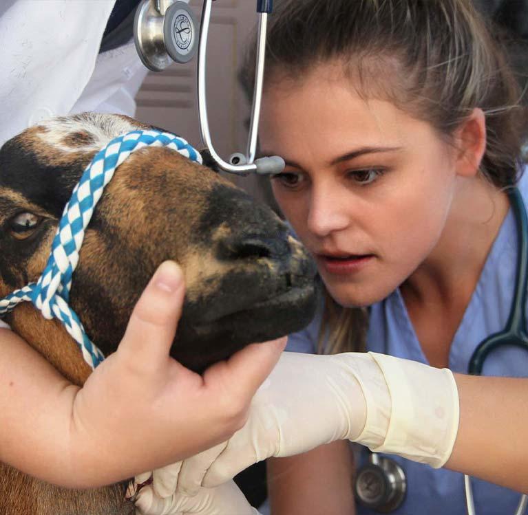 Veterinarian giving a sheep a vaccine